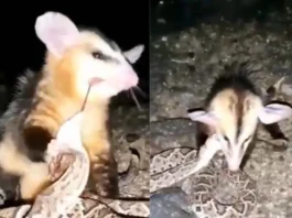 Viral Video
