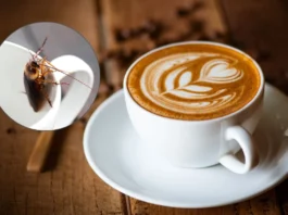 Coffee Cockroach Fact Check
