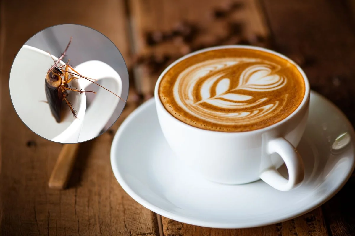 Coffee Cockroach Fact Check Coffee Cockroach Fact Check