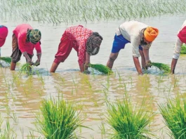 PM Kisan Bima Yojana