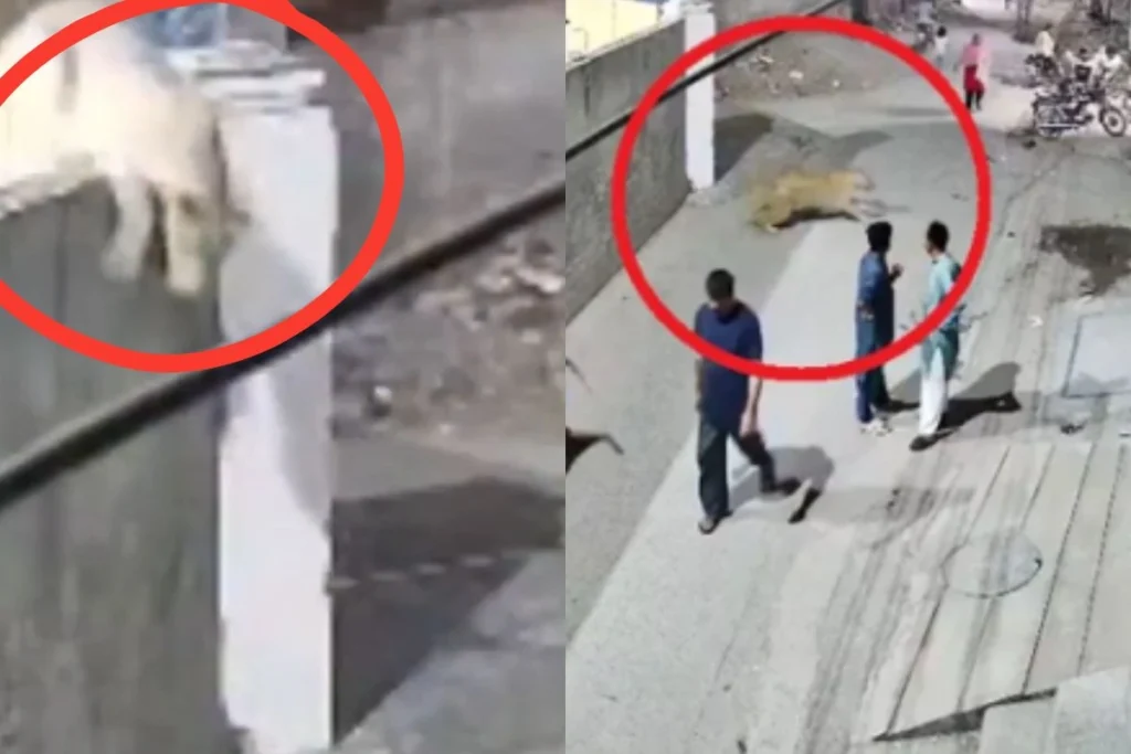 Pakistan Viral Video