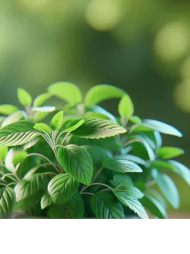 बढे हुए डायबिटीज को चिरायता कर सकता है कंट्रोल, ऐसे करें इंस्तेमाल