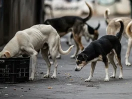 SC On Street Dogs