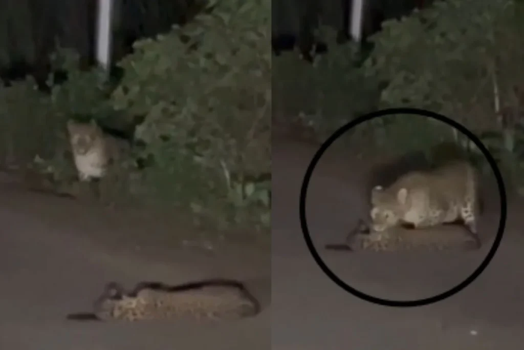 Maharashtra Viral Video