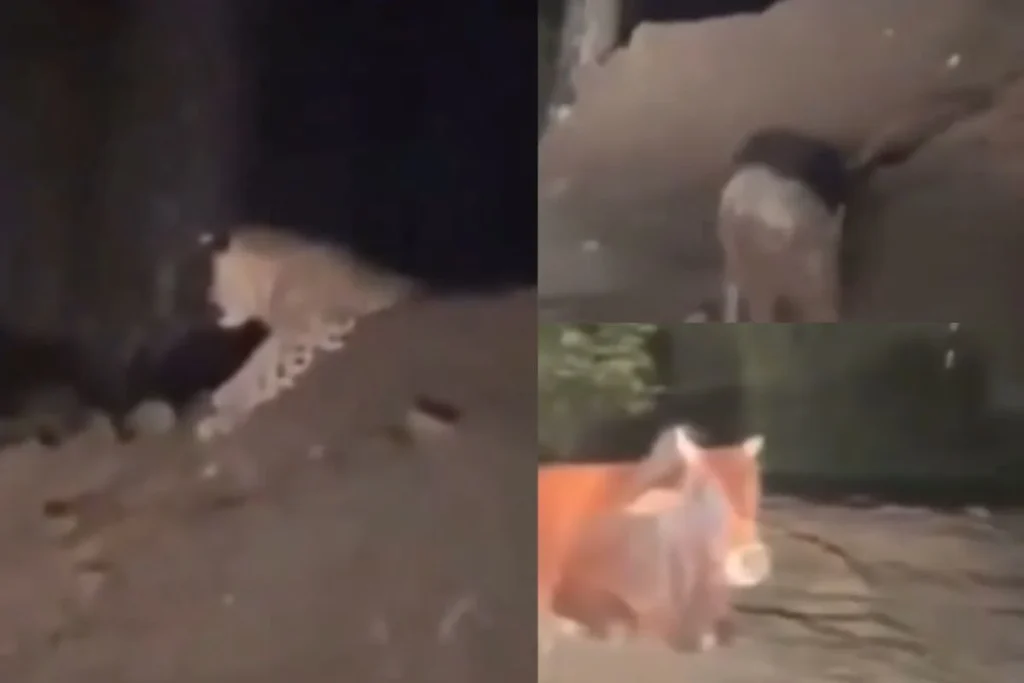 Uttarakhand Viral Video