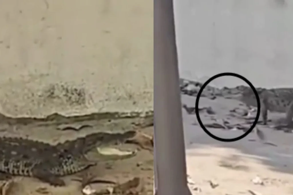 Rajasthan Viral Video