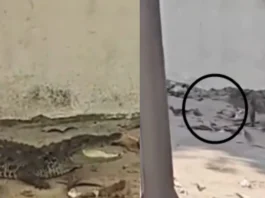 Rajasthan Viral Video