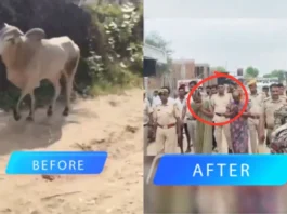Rajasthan Viral Video
