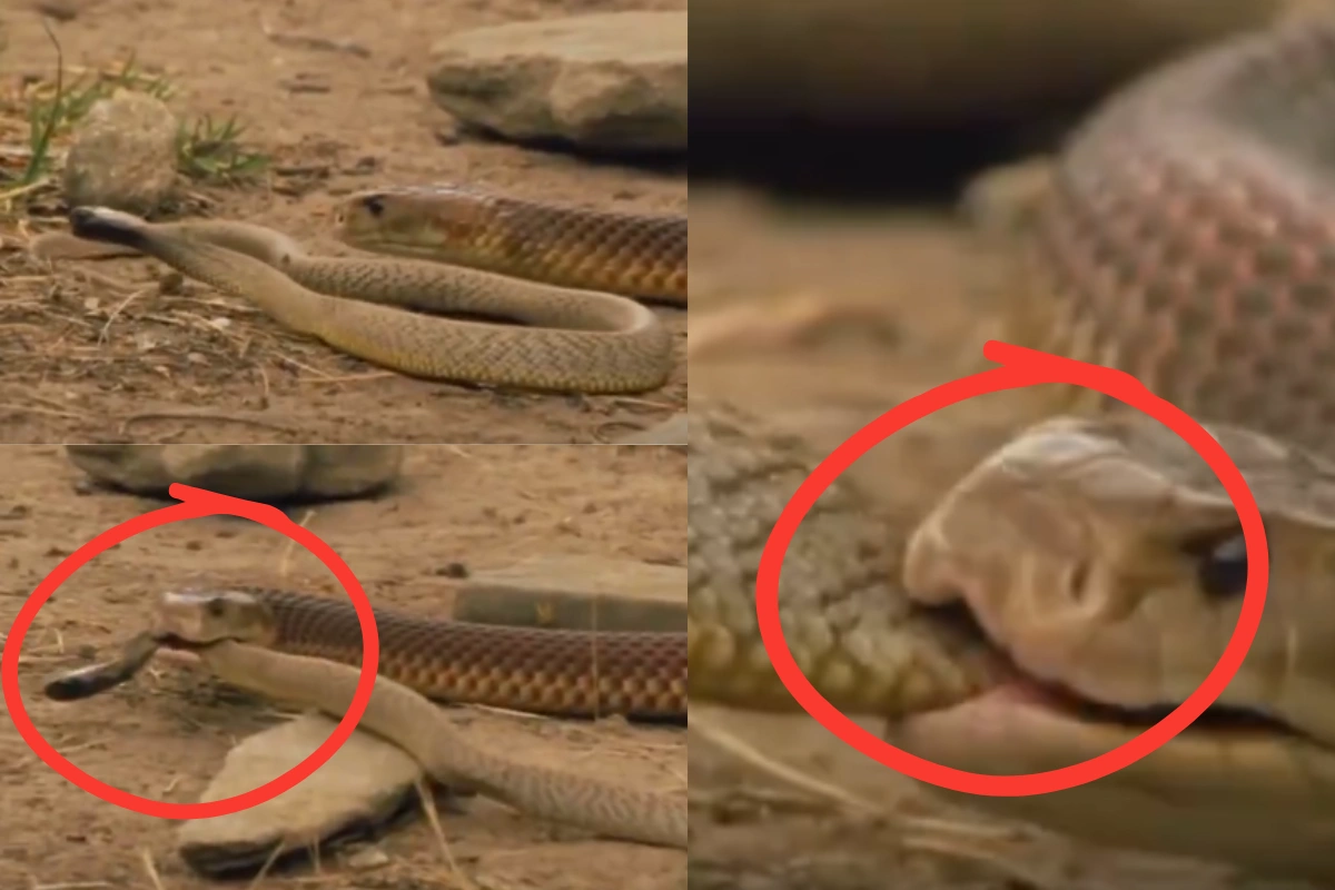 Viral Video Viral Video