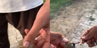 Viral Video: दीवाली पर बम के साथ लड़के के हाथ में धमाका करने का दोस्त ने बनाया अनोखा प्लान, खौफनाक अंजाम देख सावधान हुए लोग Viral Video