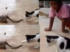Viral Video