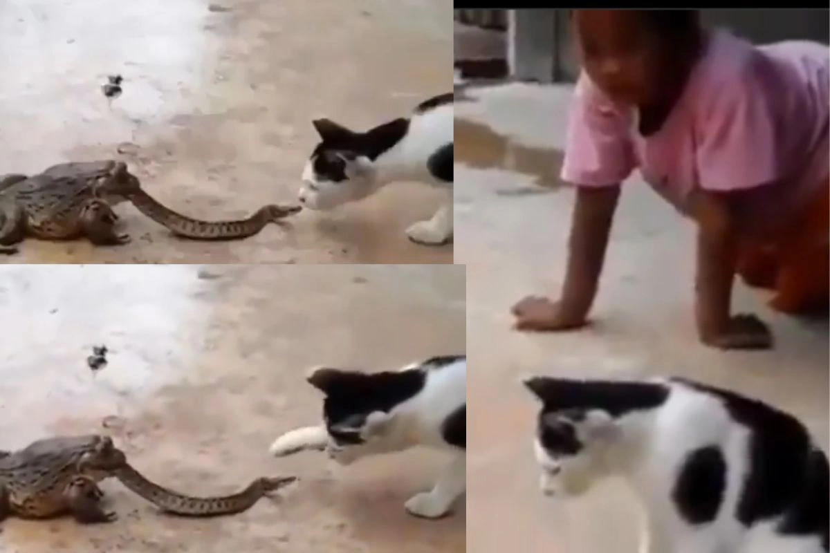 Viral Video Viral Video