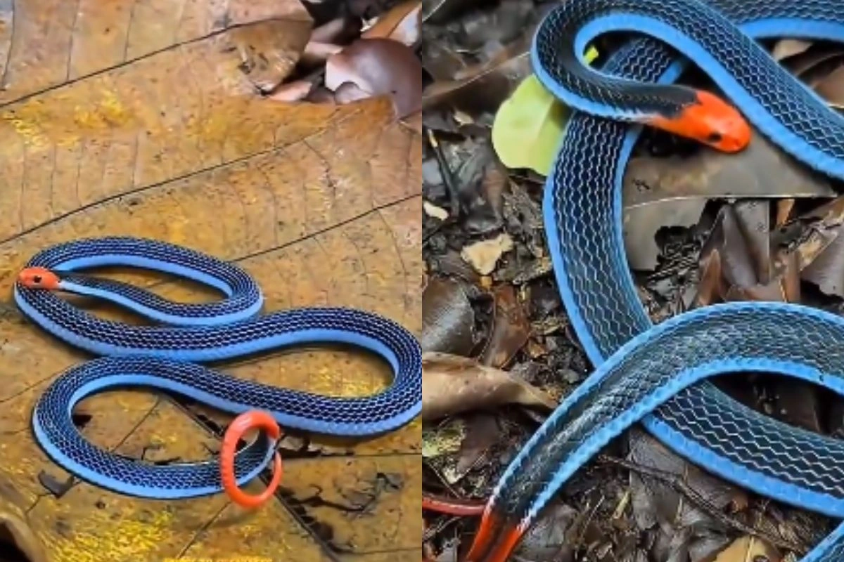 Viral Video Viral Video