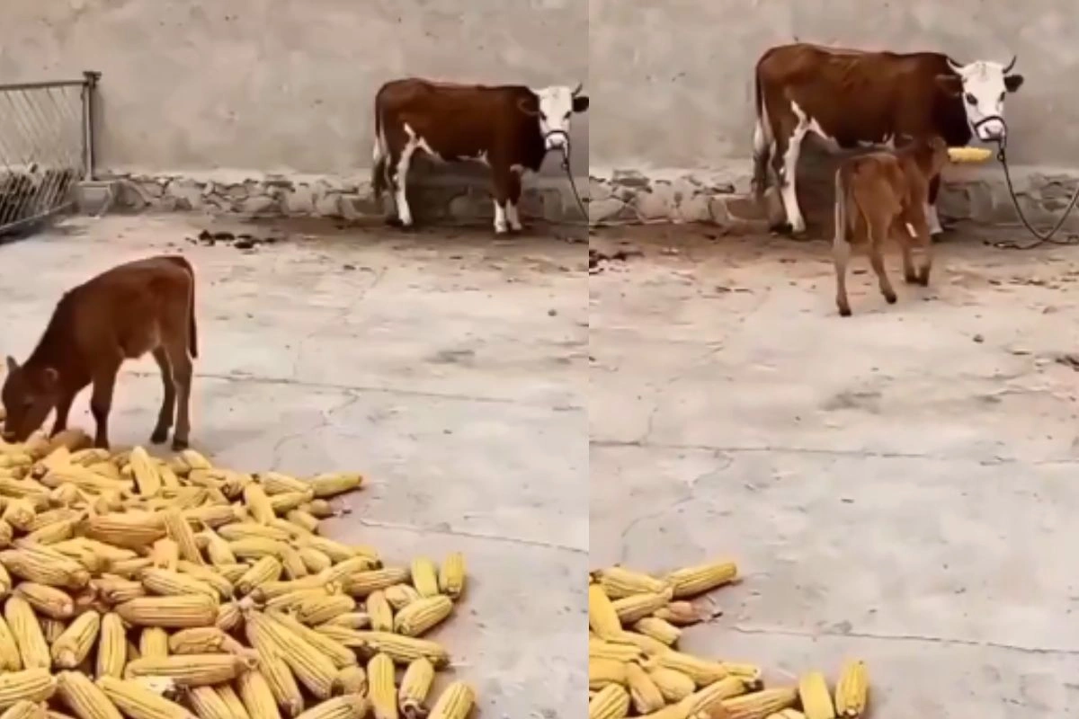 Viral Video Viral Video