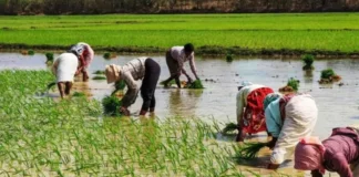 PM Kisan Yojana के तहत इस तारीख को खटाखट आएंगे पैसे, इन अन्नदाताओं के खाते में ट्रांसफर नहीं की जाएगी धनराशि; जानें केंद्र सरकार की मंशा PM Kisan Yojana