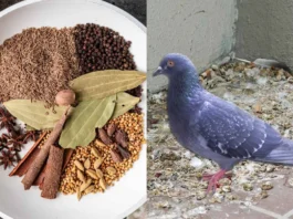 Pigeon Away from Home