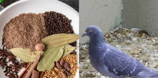 Pigeon Away from Home: कबूतरों के बसरे ने घर को बना दिया गंदगी का अड्डा, बिना पैसे खर्च किए सिर्फ इन गरम मसालों से पल में करें छूमंतर Pigeon Away from Home