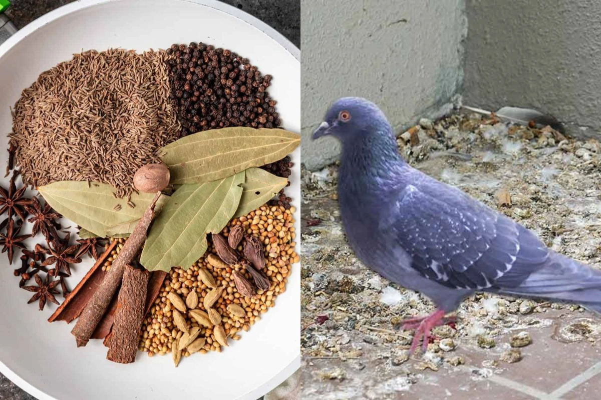 Pigeon Away from Home Pigeon Away from Home