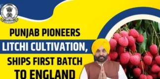 Punjab News: यूपी-उत्तराखंड को पछाड़कर पंजाब बना लीची हब: भगवंत मान सरकार ने खोला निर्यात का रास्ता, किसानों का मुनाफा 5 गुना बढ़ा Punjab News