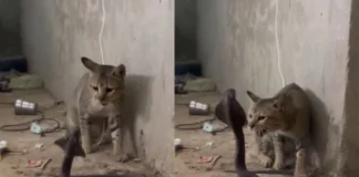 Viral Video: बिल्ली के थप्पड़ों ने निकाल दी काले नाग की दबंगाई, देखें कैसे चांटे खाकर चीत हुआ जहरीला सांर? Viral Video