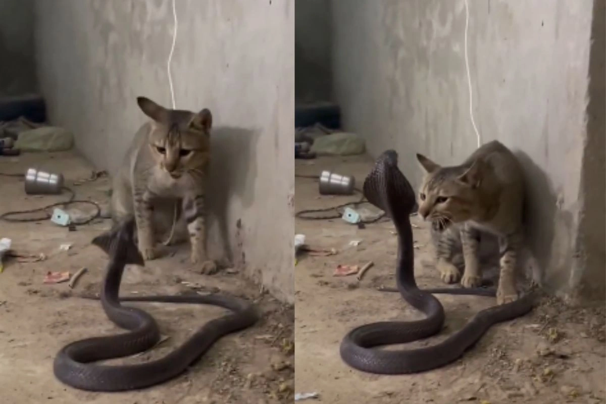 Viral Video Viral Video