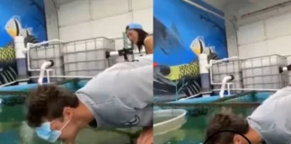 Viral Video: शांत मछली को मुंह से खाना देने का स्टंट शख्स को पड़ा भारी, एक फटके में देखें कैसे युवक का उड़ा सिस्टम Viral Video