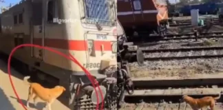 Viral Video: जलवा! बाहुबली बना कुत्ता, देखें कैसे भौकाल दिखाते हुए डोगेश भाई ने रोकी चलती ट्रेन? Viral Video