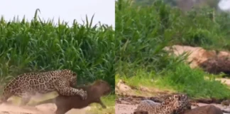 Viral Video: तेंदुए ने कैपीबारा मां को हैरतअंगेज तरीके से बनाया शिकार, गम में डूबे बच्चे की तलाशती निगाहें रूला देंगी Viral Video