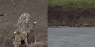 Viral Video: मगरमच्छ के सामने तेज बन रहा चीता हुआ गायब, अंजाम देख लोगों ने स्पीड पर उठाए सवाल Viral Video
