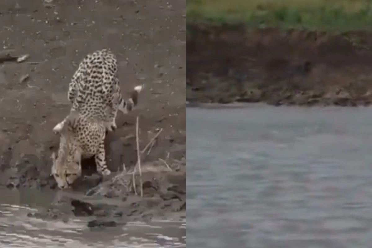 Viral Video Viral Video