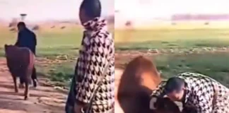 Viral Video: बेच रहे मालिक से लिपटकर भावुक हुई गाय, बेजुबान का दर्द देख निकल पड़े लोगों के आंसू Viral Video