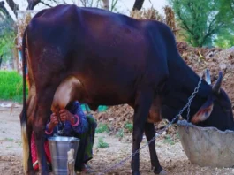 Gopal Credit Card Yojana (प्रतीकात्मक तस्वीर)
