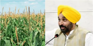 Bhagwant Mann सरकार की खास पहल! पंजाब में मक्का खेती अपनाने को लेकर हुई अपील; फसल विविधीकरण पर भी सामने आया प्रयास Bhagwant Mann