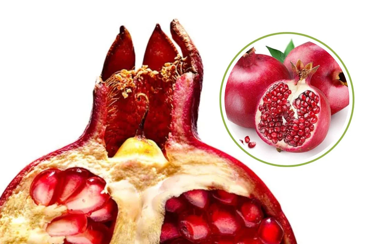 Pomegranate Pomegranate