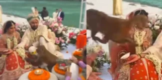 Rishikesh Viral Video: खुले में शादी कर रहे कपल को बंदर ने चखाया मजा, देखें कैसे रस्मों से लेकर खाने तक में मचाया उत्पात? Rishikesh Viral Video