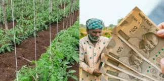 सर्दी में उगने वाली ये लाल सब्जी किसानों के लिए खोलती है धन का खजाना! कम लागत में ज्यादा मुनाफा Tomato Farming