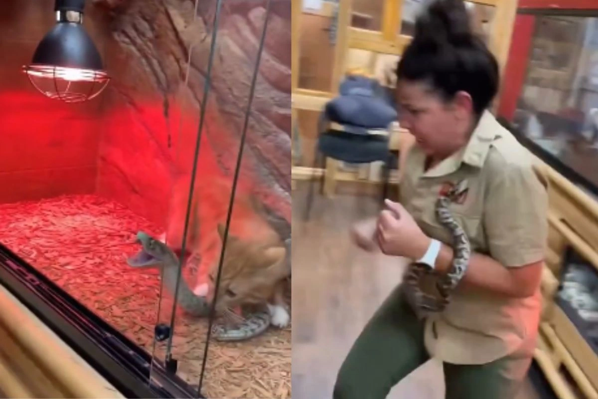 Viral Video Viral Video