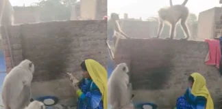 Viral Video: लंगूरों को बच्चों की तरह चूल्हे की गर्म रोटी खिलाती महिला वायरल, ममता देख इंसान कर रहे गर्व Viral Video