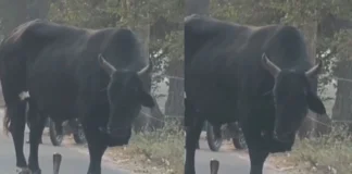 Viral Video: फन फैलाए खड़े नागराज को देख नंदी महाराज के थमे कदम, बीच सड़क पर दिखा अनोखा नजारा Viral Video