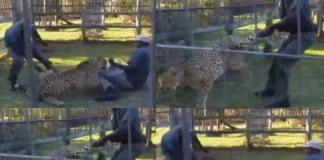 Viral Video: काटने आ रहे चीते की टांग पकड़कर आदमी ने हवा में घुमाया, पटखनी देख लोग बोले ‘भयंकर बेइज्जती ‘ Viral Video