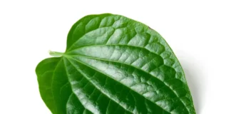 Paan Benefits: इस बीमारी में वरदान साबित होता है ये हरा पत्ता, फायदे जानकर हो जाएंगे फैन paan