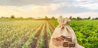 Meri Fasal Mera Byora: हरियाणा के किसानों के लिए बड़ी खुशखबरी! 31 दिसंबर तक कर लें ये काम, मिलेगा बंपर लाभ Meri Fasal Mera Byora (प्रतीकात्मक तस्वीर)