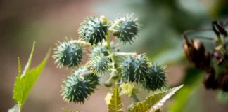 Hair Care Tips: सर्दियों में टूटते हुए बालों पर ब्रेक लगा देता है ये खास देसी तेल, एक बार जरूर करें ट्राई Hair Care Tips