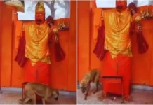 Nagina Viral Video: अद्भुत! हनुमान जी की प्रतिमा की परिक्रमा कर रहे कुत्ते को देखने उमड़ी भीड़, सोशल मीडिया सेंसेशन बना वायरल मामला Nagina Viral Video