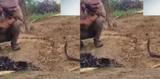 Viral Video: ठंड में ठिठुर रहे जहरीले नाग को लड़के ने सिकवाई आग, इंसान और जानवर की बातें देख यूजर्स को नहीं हो रहा यकीन Viral Video