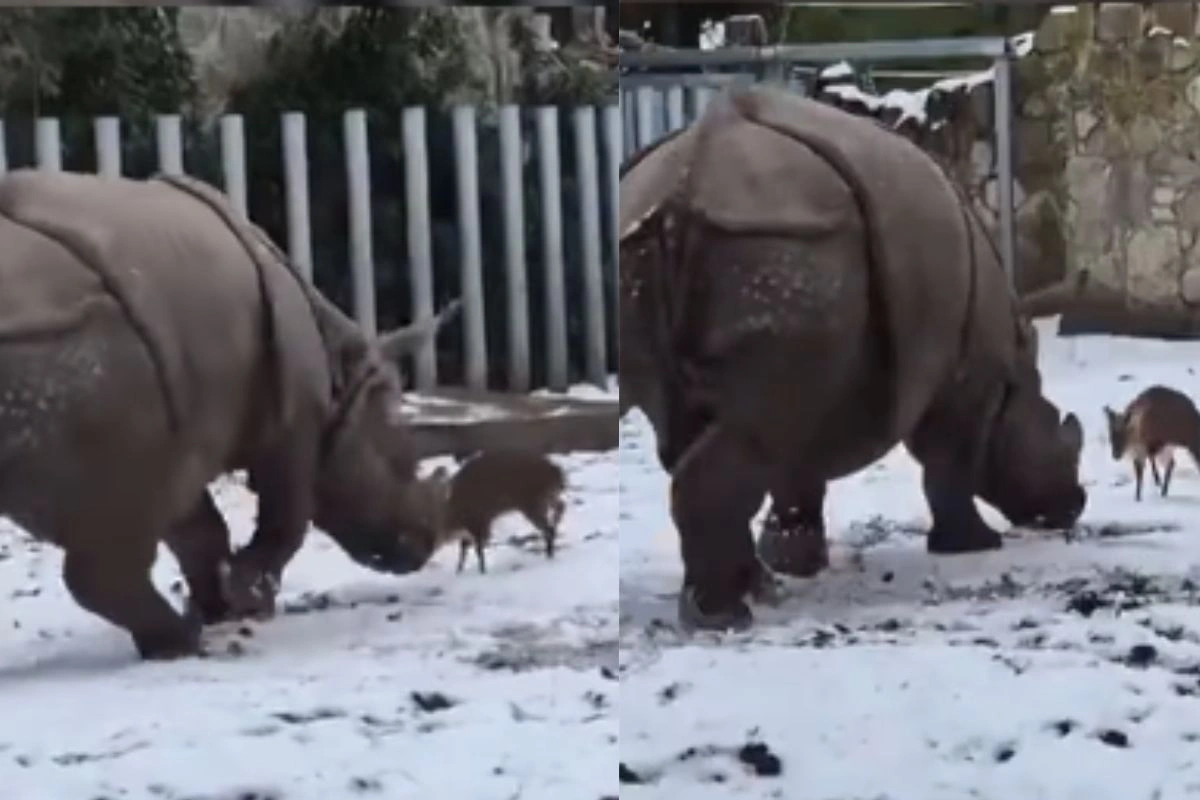 Viral Video Viral Video