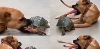 Viral Video: काटने आ रहे कुत्ते की कछुए ने हल्क से खींची जुबान, अटैक देख यूजर्स बोले ‘डोगेश भाई सच में बुरा फंसे’ Viral Video