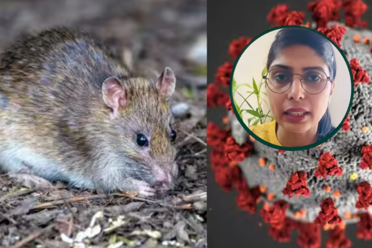 Hantavirus