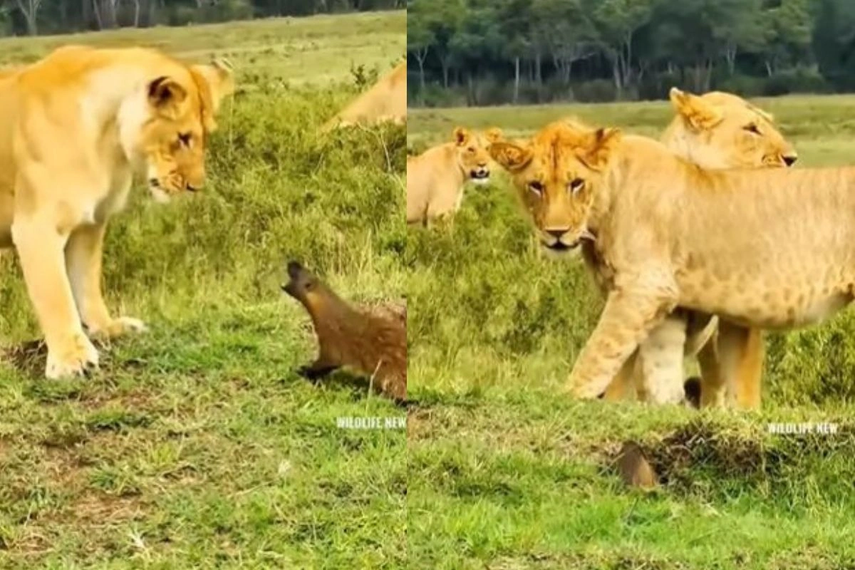Viral Video