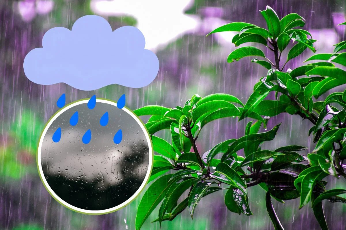 Rain Alert 14 August 2026